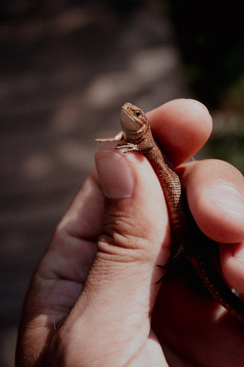 Hand Holding a Little Lizard 