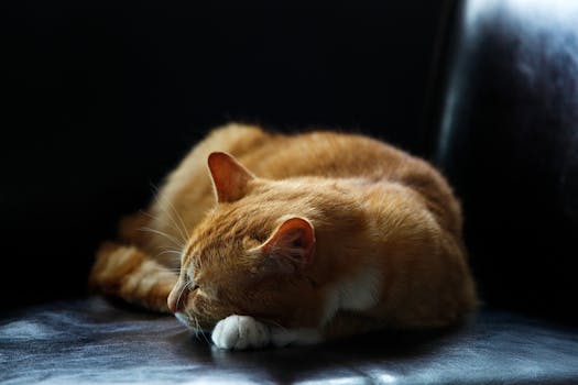 一只舒适的姜黄色猫安静地睡在深色皮沙发上，定格了宁静的时刻