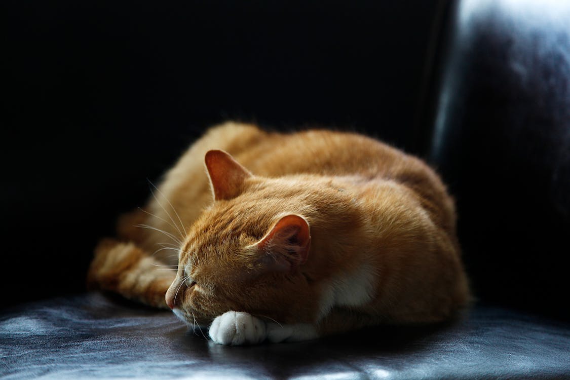 Tidur Kucing Oranye Tabby