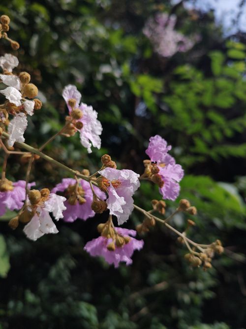 Free stock photo of background, blur, flower Stock Photo