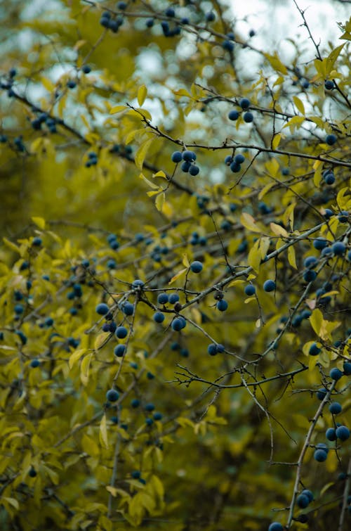 Blueberries on the Twigs of a Plant