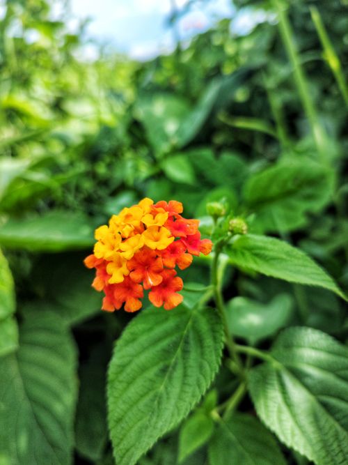 Free stock photo of beautiful, cute, flower Stock Photo
