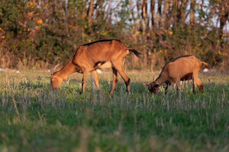 Goats Eating Grass 