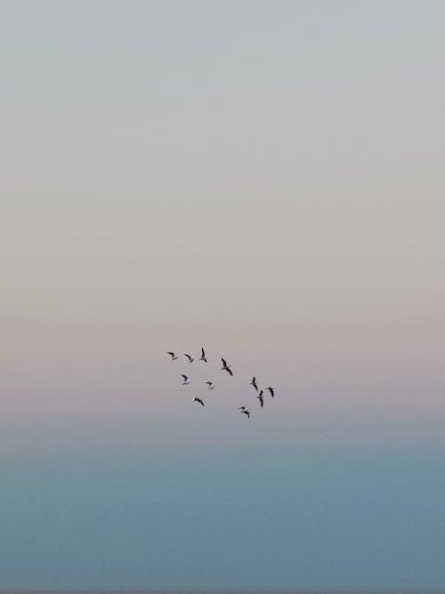 Flock of birds Flying in the Sky