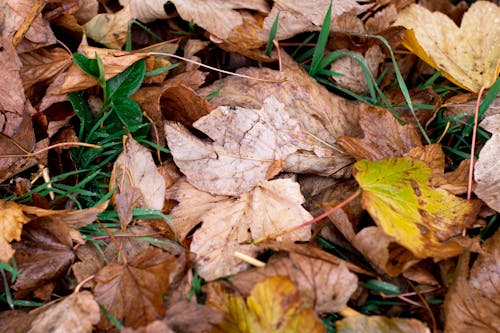 Ücretsiz çekilmiş, dökülmüş yapraklar, kapatmak içeren Ücretsiz stok fotoğraf Stok Fotoğraflar