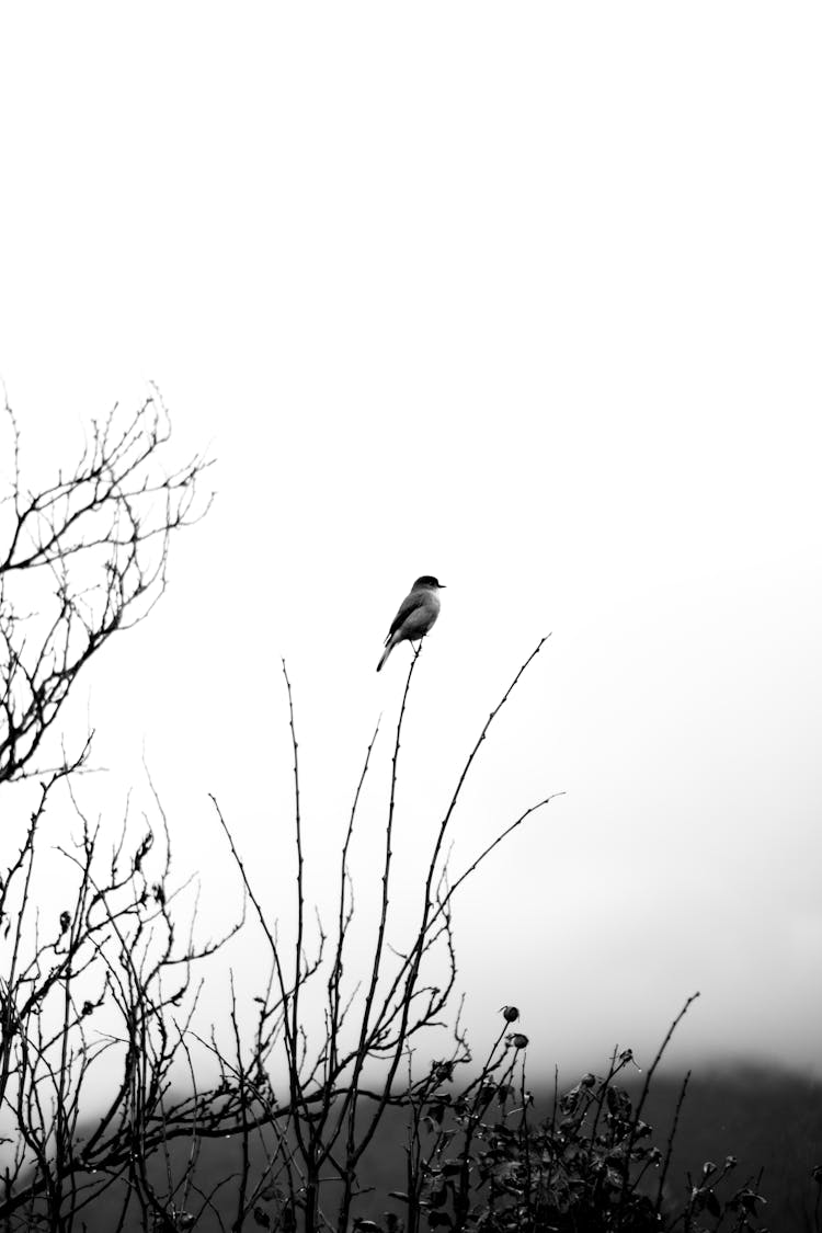 Bird Sitting On A Tree