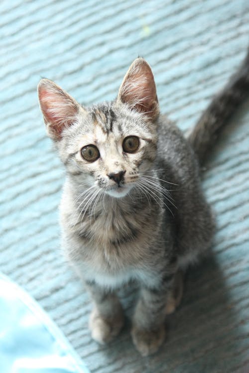 Free stock photo of adoption, cat, kitten