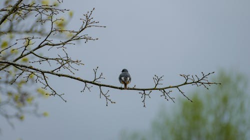 Kostnadsfri bild av ensam, fågel, grå bakgrund