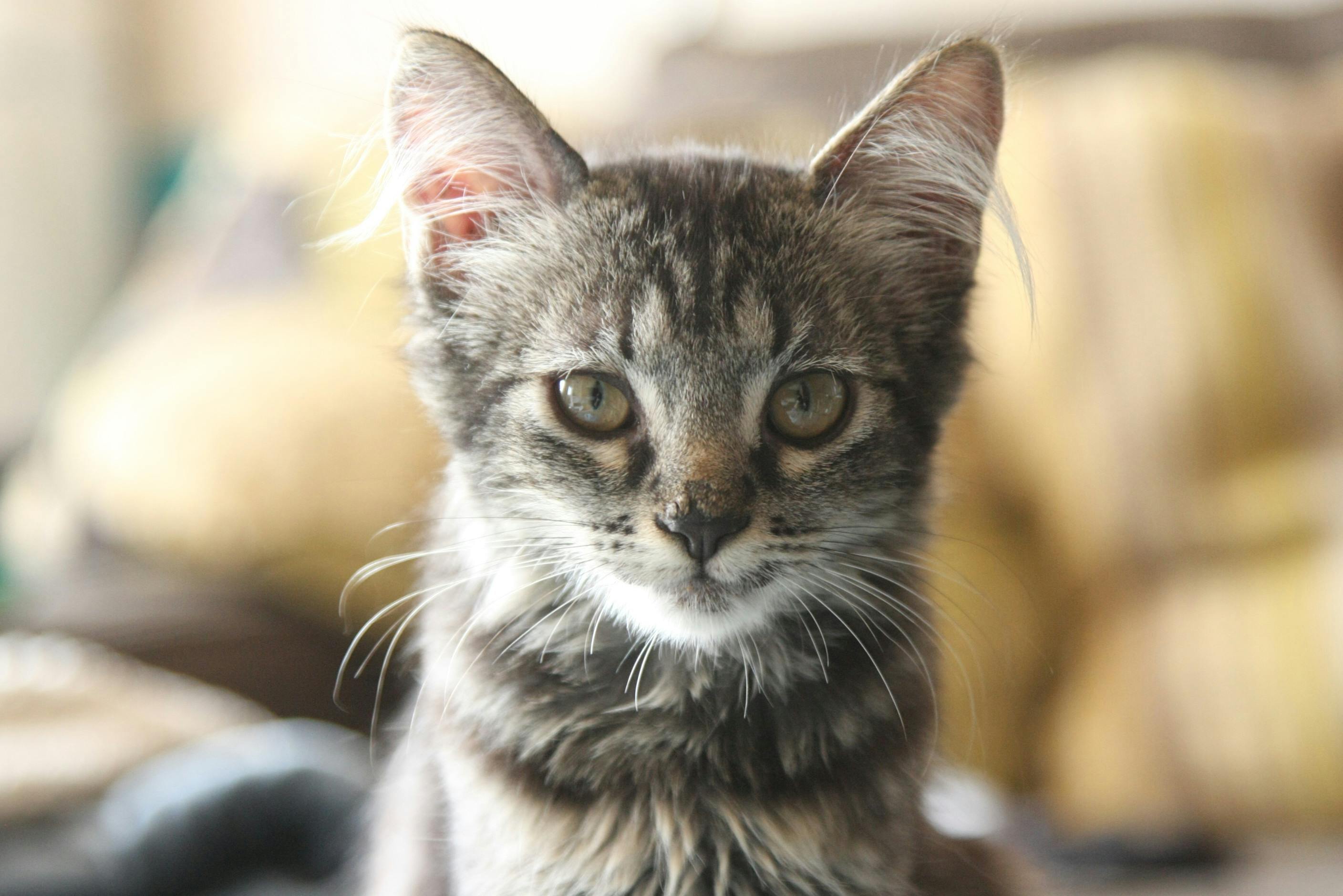 Free Stock Photo Of Adoption Cat Kitten