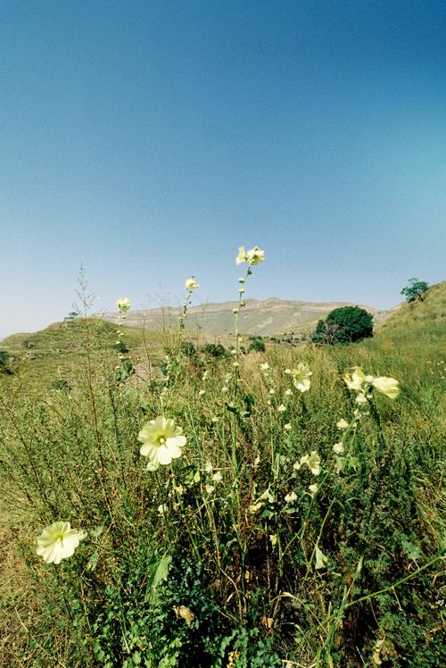 Free Blooming wildflowers on a sunny hillside under a clear blue sky, showcasing natural beauty. Stock Photo