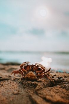 A detailed close-up of a crab on a sandy beach in São Paulo, Brazil.