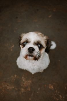 Charming Shih Tzu dog in a close-up portrait taken from above, showcasing its cute facial expression.