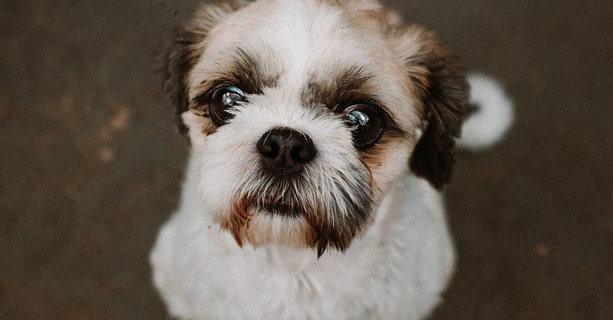Sitzhu Close-Up Shot of a Shih Tzu · Free Stock Photo