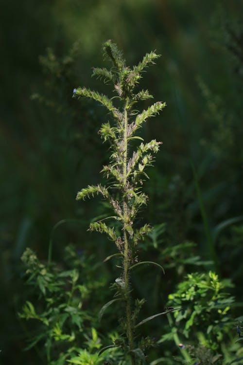 Green Plant in Nature