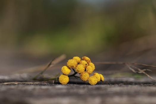 Yellow tansy flower on wooden surface with a blurred nature background, highlighting intricate details.