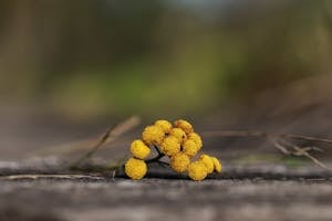 Yellow Flowers on Brown Wooden Surface