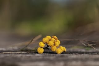 Yellow Flowers on Brown Wooden Surface