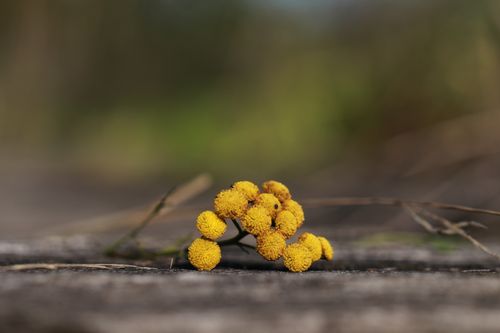 Free Yellow tansy flower on wooden surface with a blurred nature background, highlighting intricate details. Stock Photo