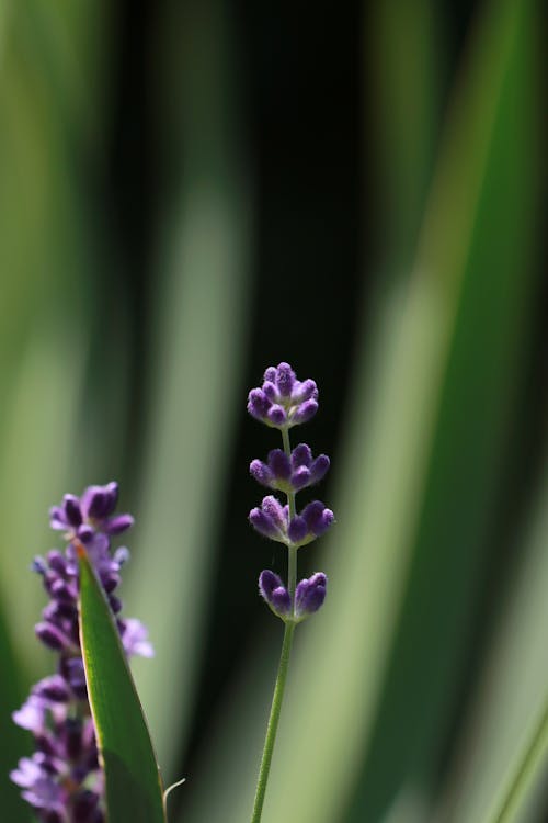 Close Up Shot of Purple Flowers