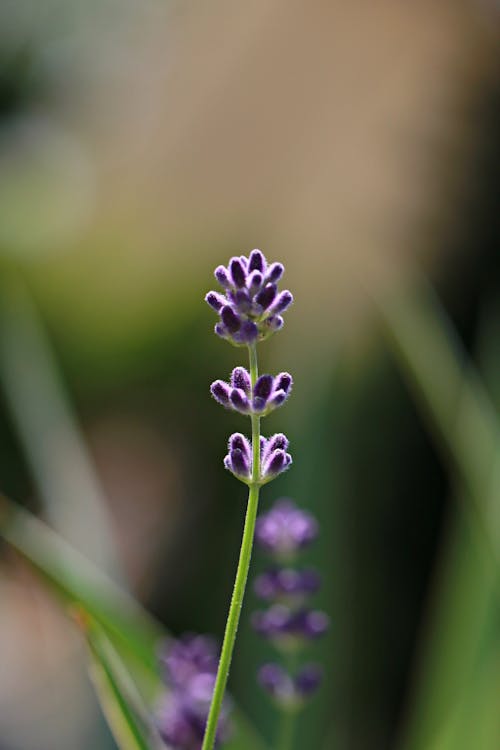 Purple Flower in Close Up Shot