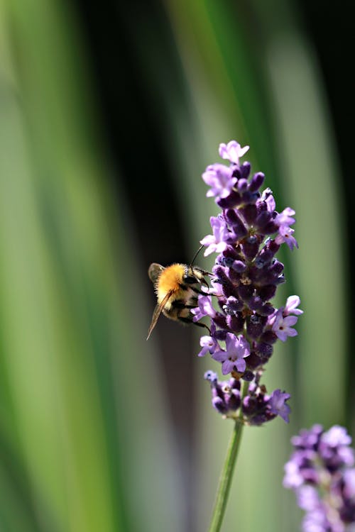 Yellow Bee on Purple Flowers