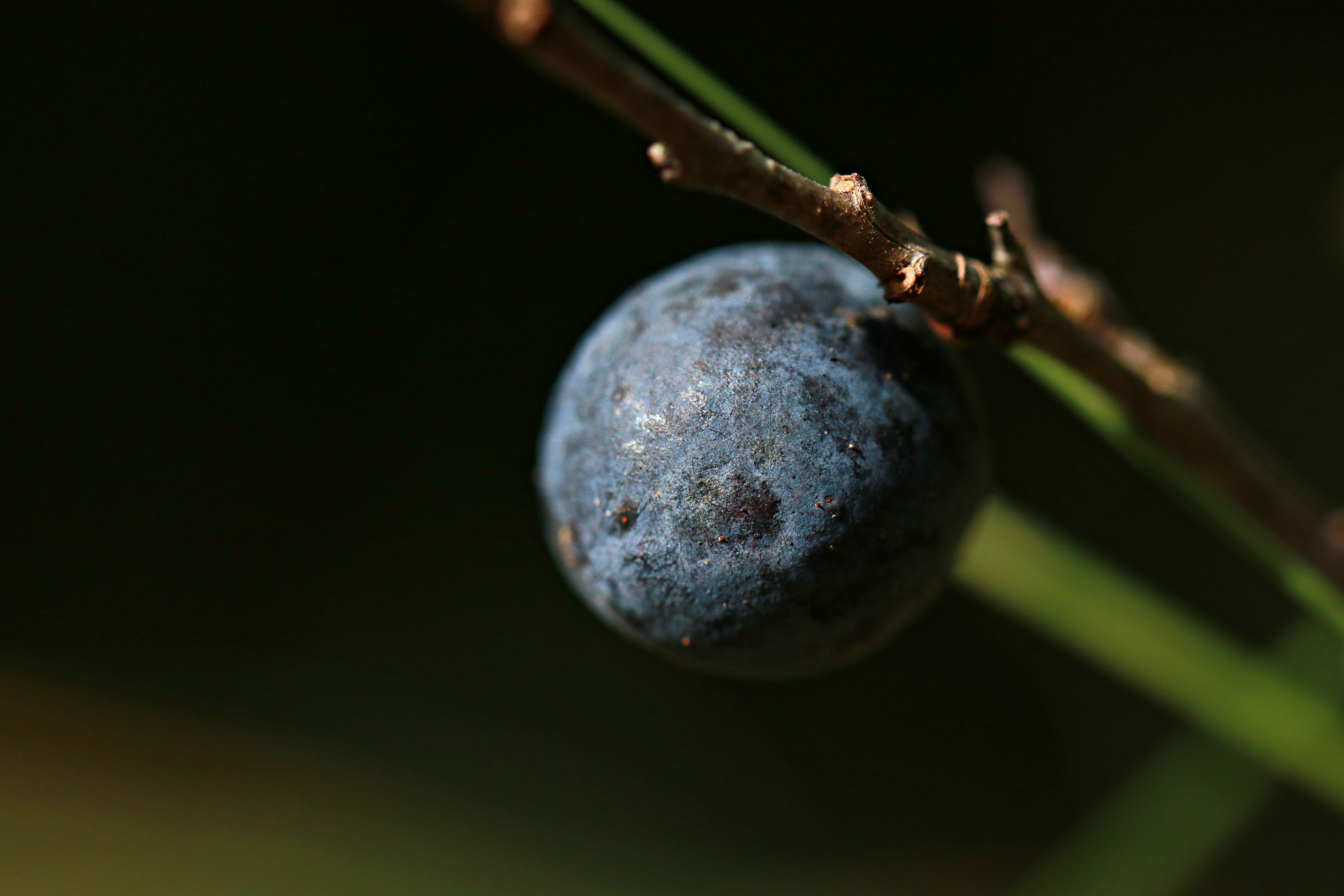 Blackthorn Berries Natural Herb