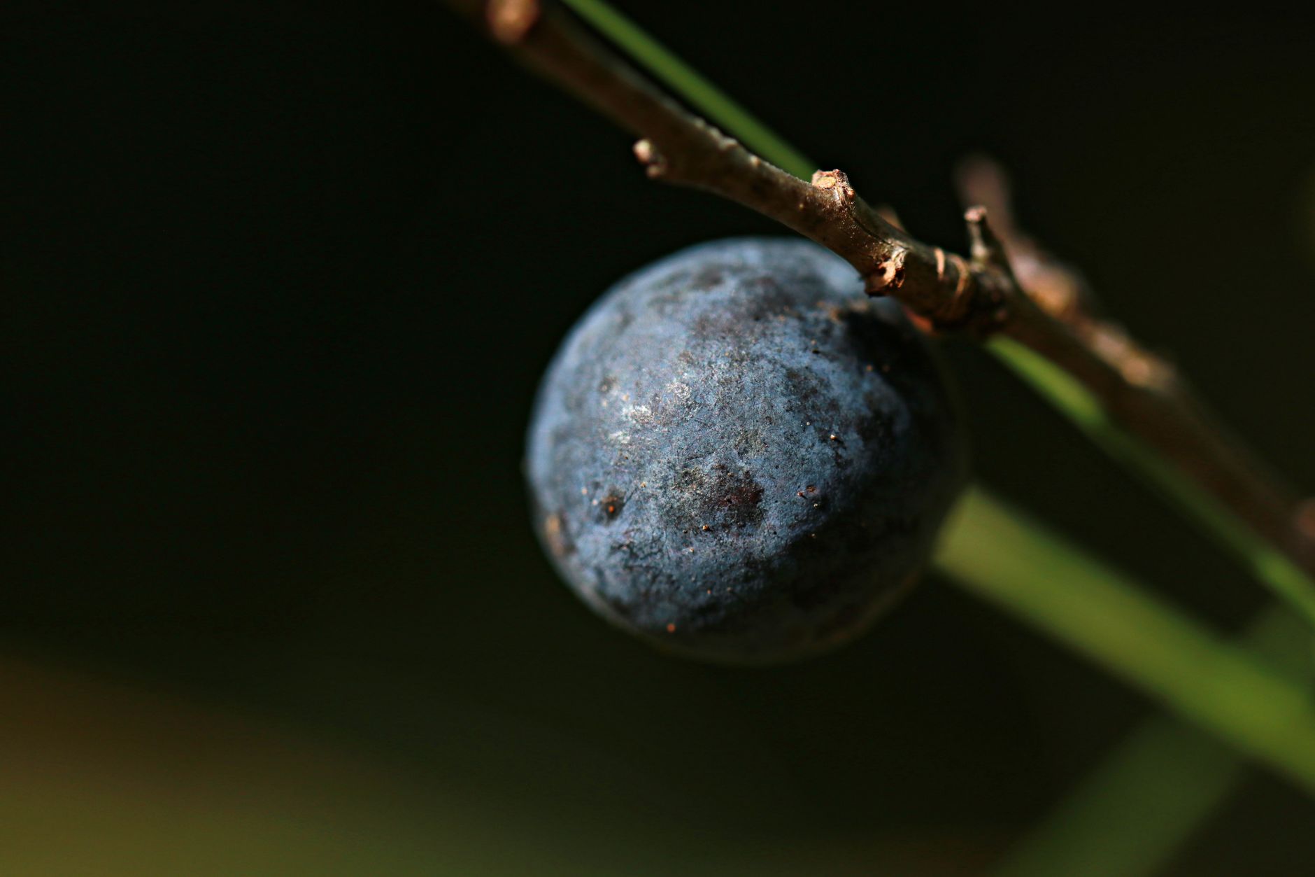 Blackthorn Berries Natural Herb