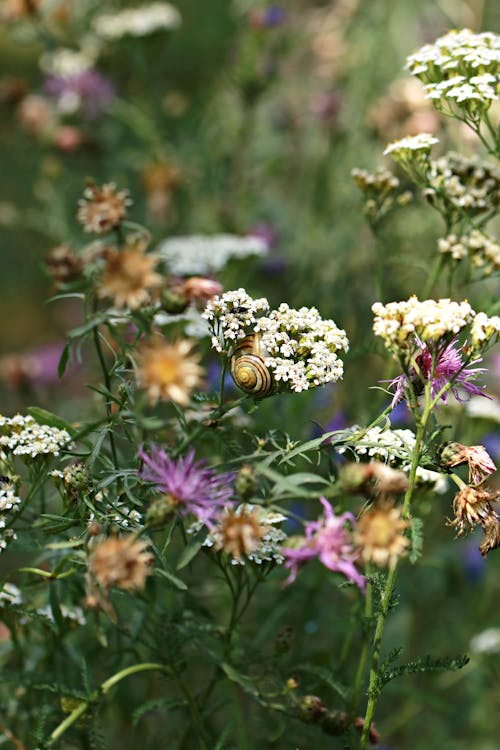 Close Up Photo of Flowers