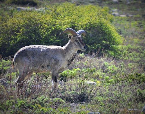 Free The bharal also called the blue sheep, is a caprine native to the high Himalayas. It is the only member of the genus Pseudois. Found this one at Gaumukh in Gangotri National Park, Uttarakh... Stock Photo