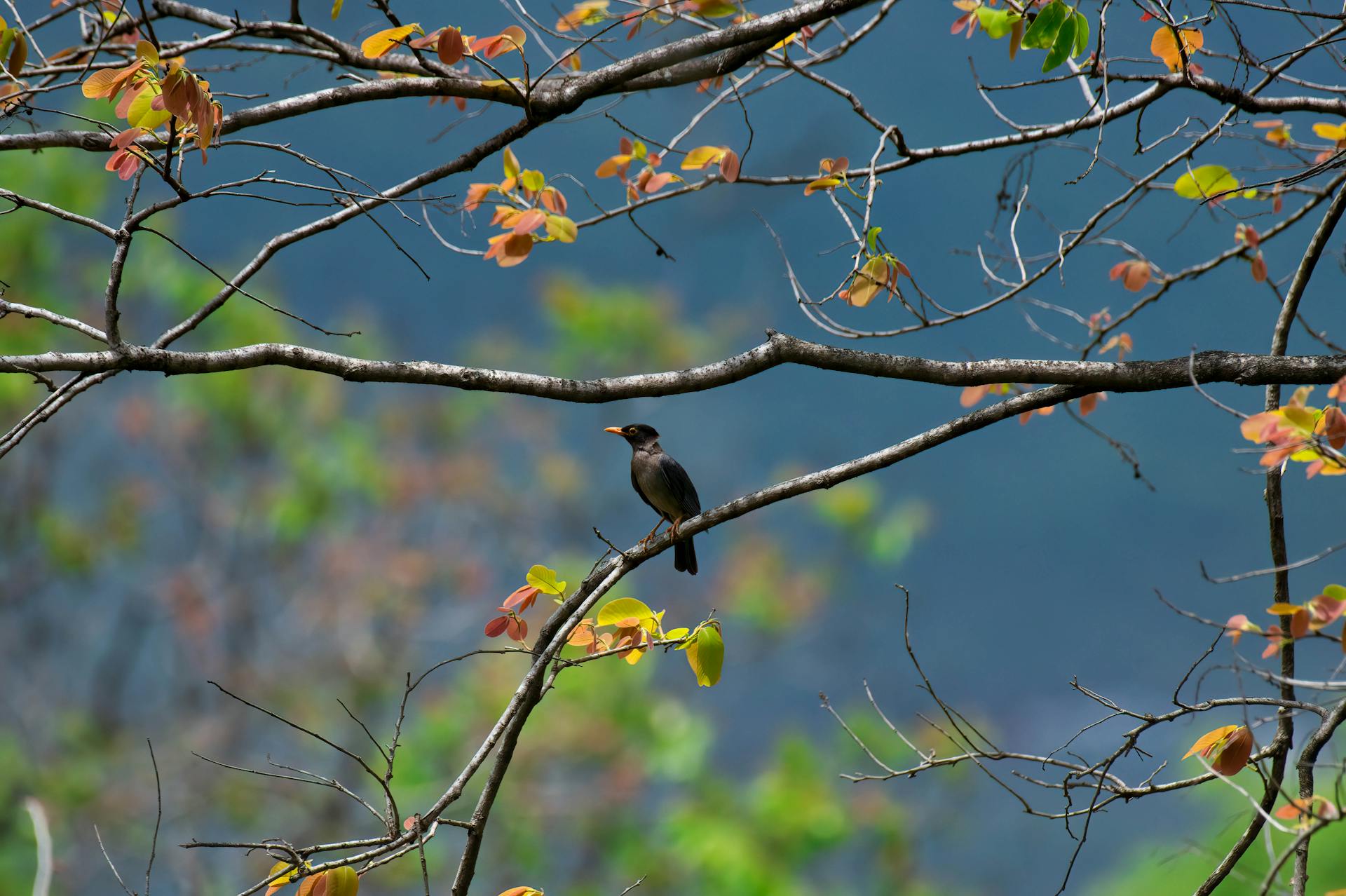 A jungle myna elegantly perched on a colorful tree branch against a blurred background.