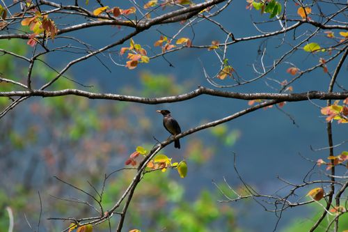 Free A jungle myna elegantly perched on a colorful tree branch against a blurred background. Stock Photo