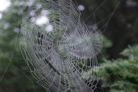 Spider Web in Close Up Photography