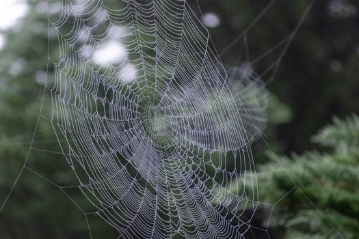 Close-up of a detailed spiderweb with morning dew, showcasing natural beauty outdoors.