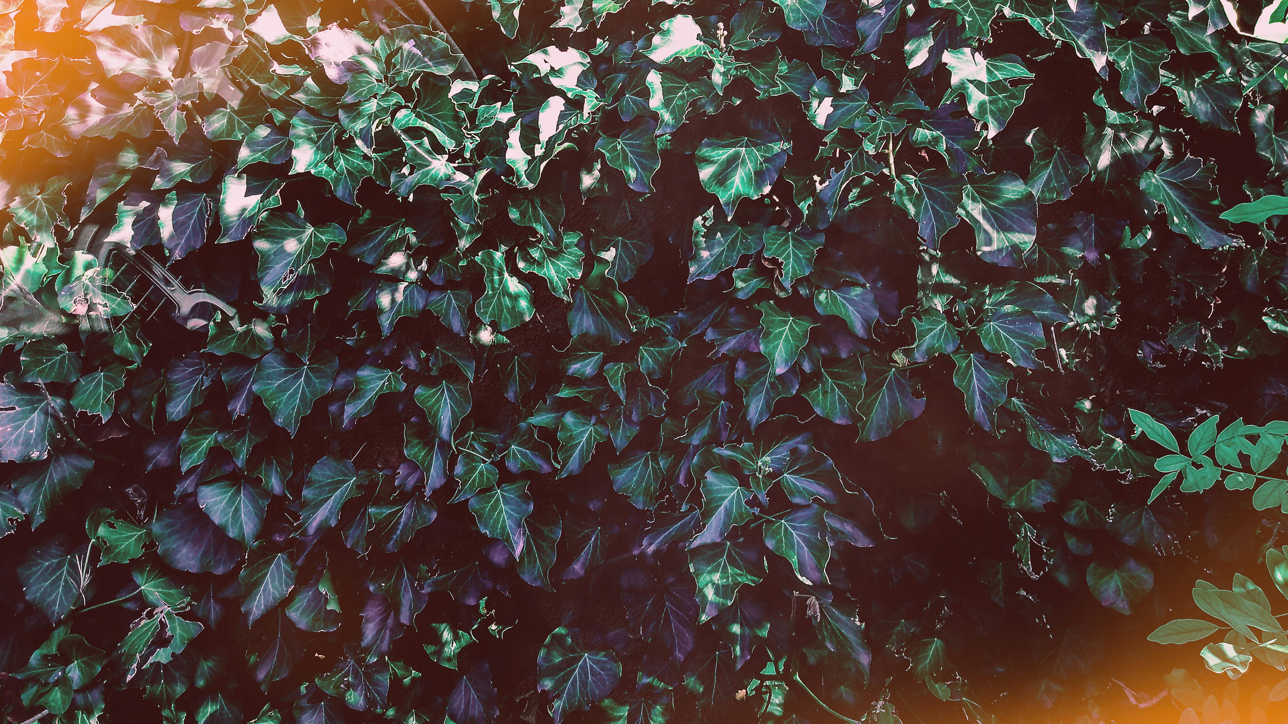 Free Stock Photo Of Dark Green Plants Green Leaves Nature