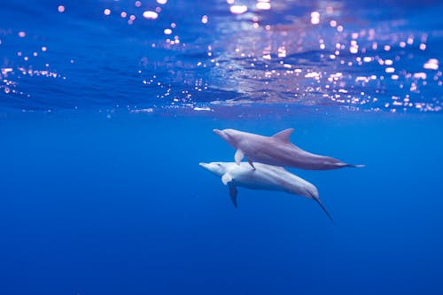 Dolphins under Water