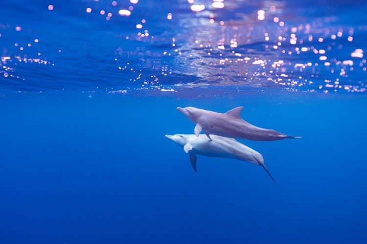 Dolphins Under Water