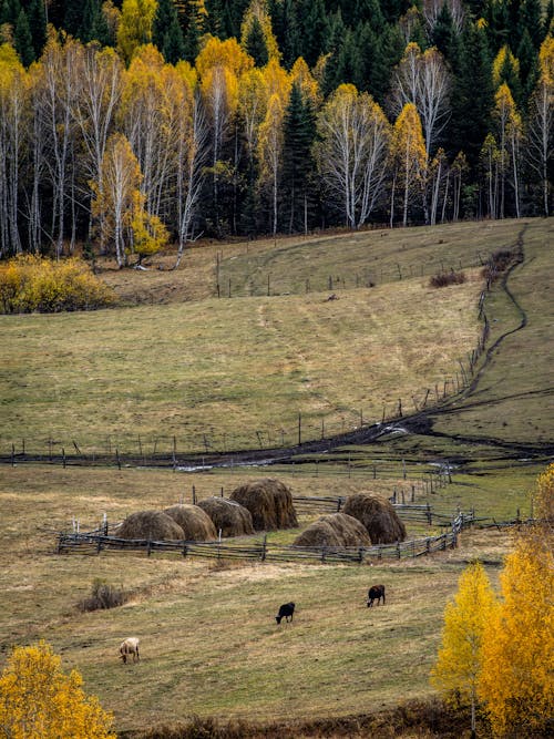 Animals on the Pasture and Autumn Forest in the Background