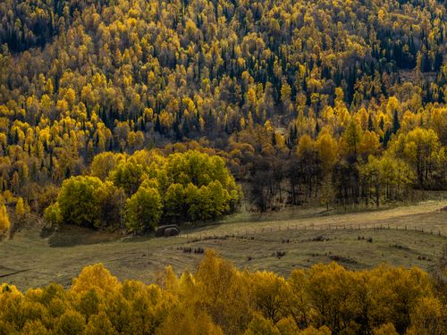 Free An aerial view of a colorful autumn forest with vibrant foliage in the countryside. Stock Photo