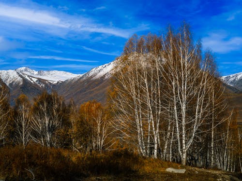 Immagine gratuita di alberi, fotografia della natura, montagna