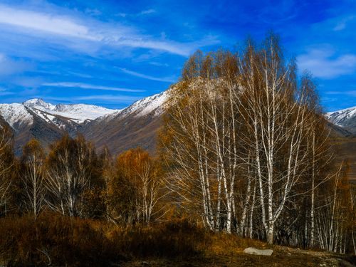 Free Vibrant autumn birch trees with snowcapped mountains in background under a blue sky. Stock Photo