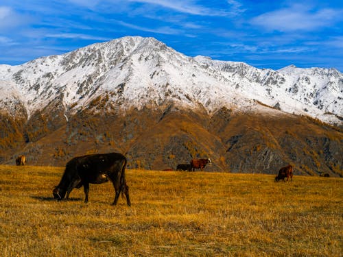 Livestock near the Snowy Mountains