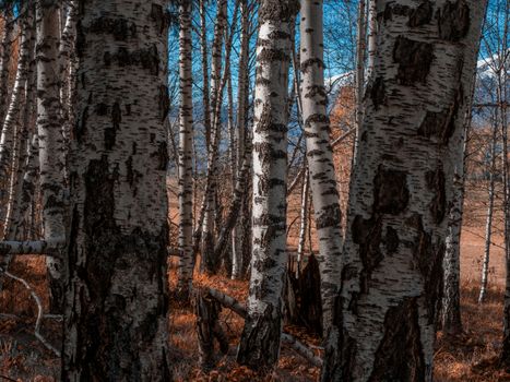 Brown Tree Trunk on Body of Water