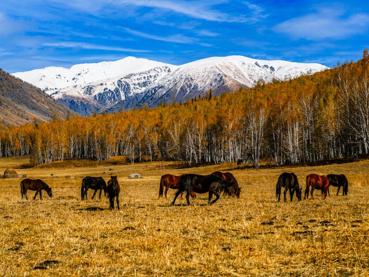 The Horses Eating Grass 