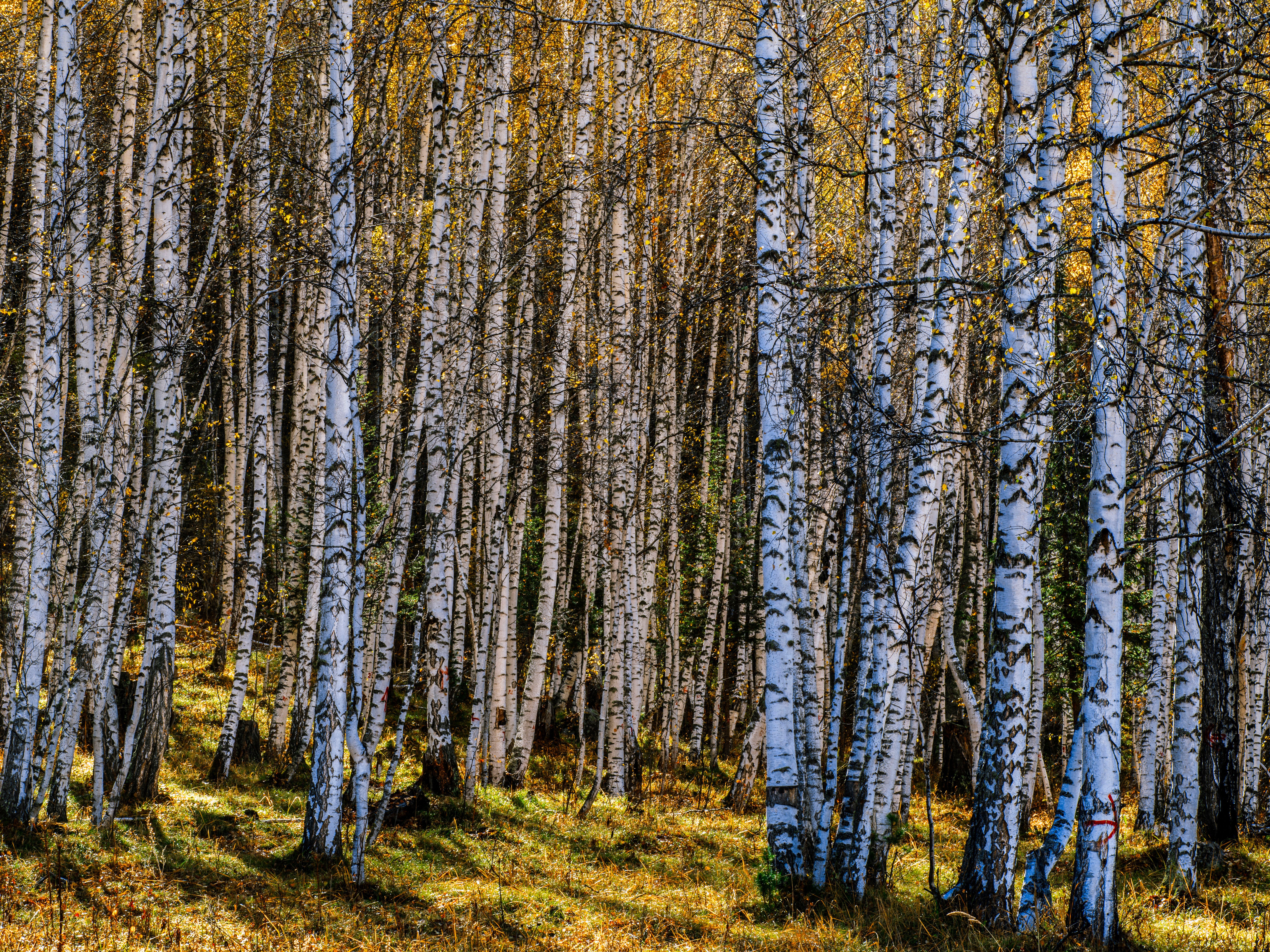 Wood; of birch (Betula spp.), sawn or chipped lengthwise, sliced or peeled, of a thickness exceeding 6mm, whether or not planed, sanded or finger-jointed