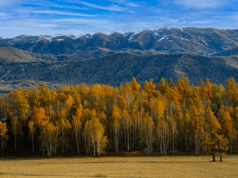 Stunning autumn forest against mountain backdrop and vibrant blue sky.