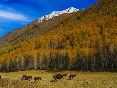 Free Tranquil autumn landscape with horses grazing in a colorful mountain pasture under a vibrant blue sky. Stock Photo