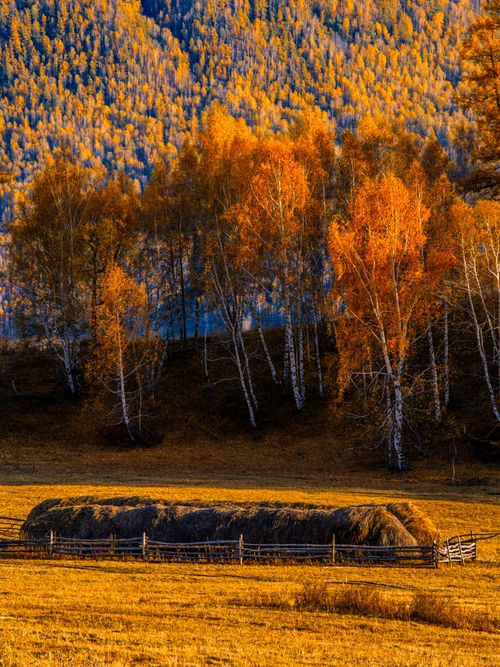 Free Rural autumn scene with a haystack in a golden field and vibrant trees. Stock Photo