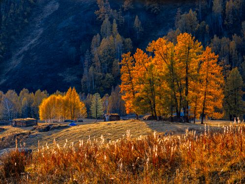 Free A serene autumn countryside with vibrant trees and rustic cabins in the golden sunlight. Stock Photo