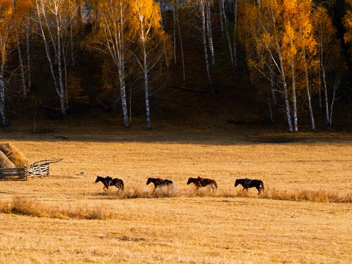 Free A picturesque scene of horses galloping through a countryside field in autumn, surrounded by golden birch trees. Stock Photo
