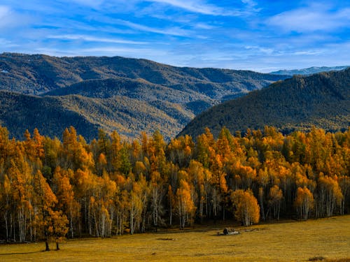 Δωρεάν στοκ φωτογραφιών με γαλάζιος ουρανός, δέντρα το φθινόπωρο, εποχή